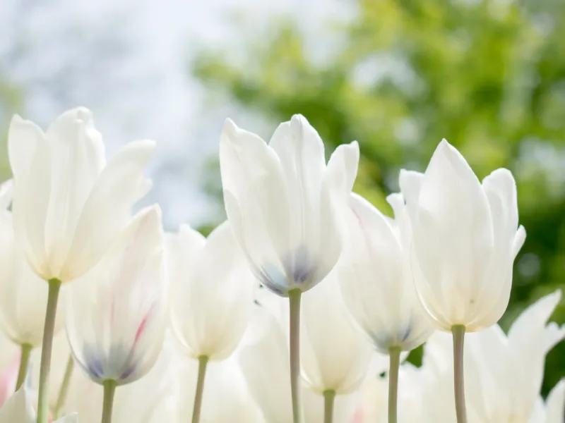 White Tulips