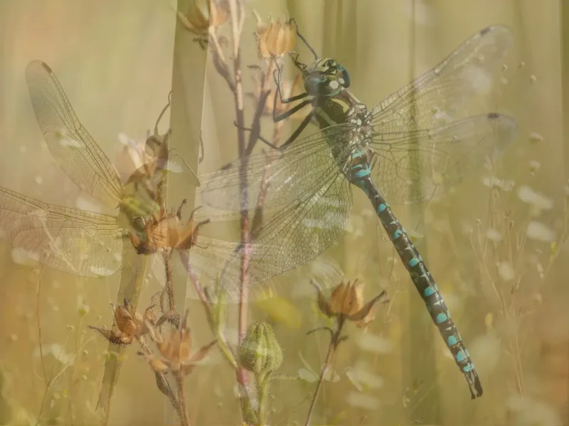 Drgaonfly on grass