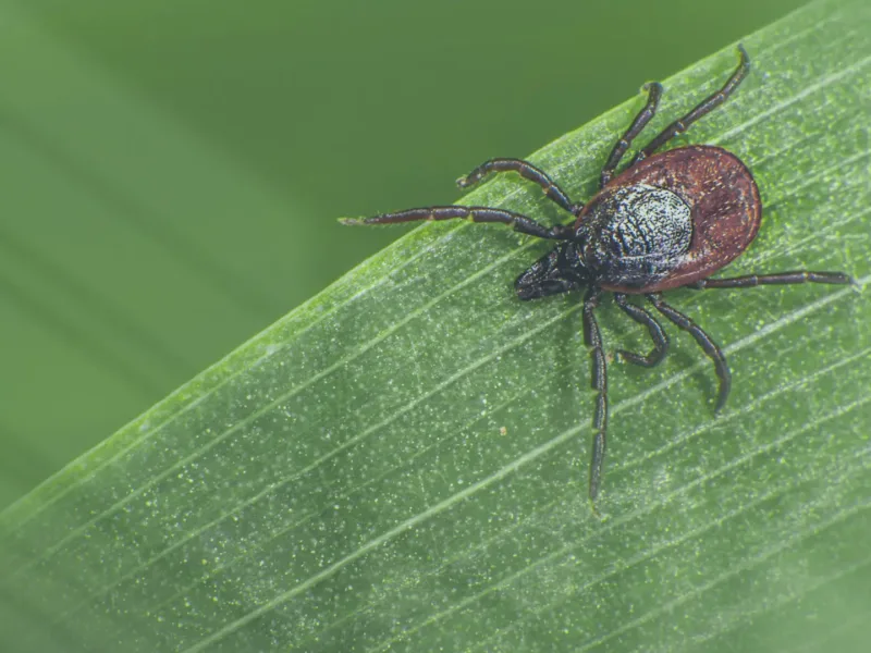 Tick on a leaf